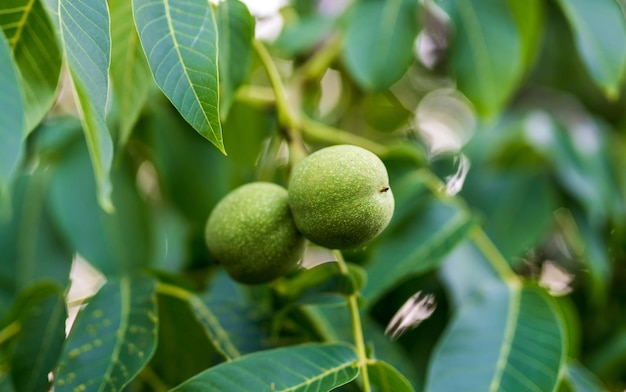 Vista aproximada de frutos verdes na árvore Fundo de jardim fresco agrícola