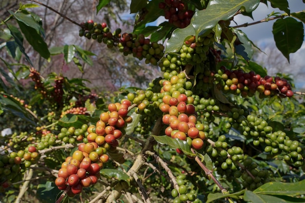 Vista aproximada de grãos de café arábica maduros em ramos de bagas vermelhas agricultura industrial em árvores no norte da Tailândia