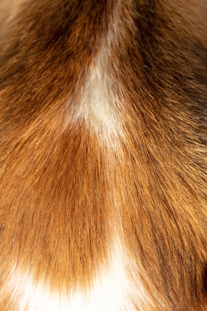 Vista aproximada de pêlos de animais Textura de fundo de cabelo de cães de cor vermelha e branca