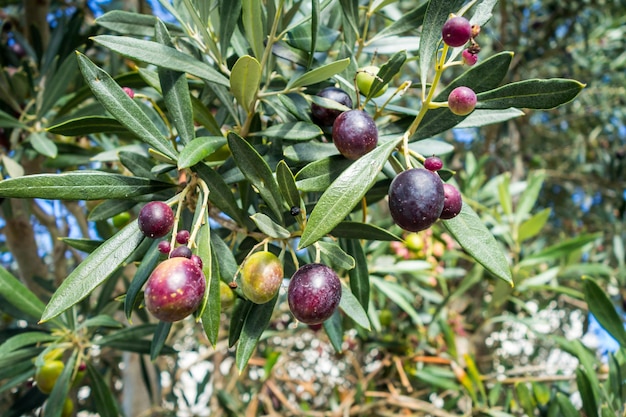 Vista aproximada de três azeitonas orgânicas Detalhe de folhas e frutos