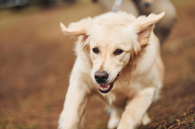 Vista aproximada de um cachorro feliz e fofo que corre na floresta com seu dono ao fundo