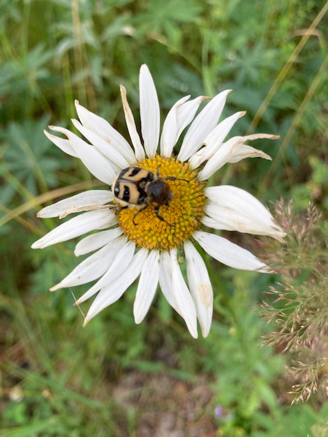 vista aproximada de um forro de abelha Trichius fasciatus sentado no centro de uma margarida