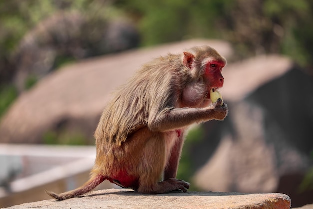 Vista aproximada de um pequeno macaco em pé sobre o satone e desenterrando cascas de banana