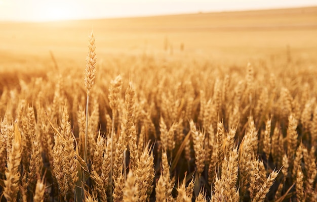 Vista aproximada do cultivo de trigo no campo agrícola no dia ensolarado Bela paisagem e fundo