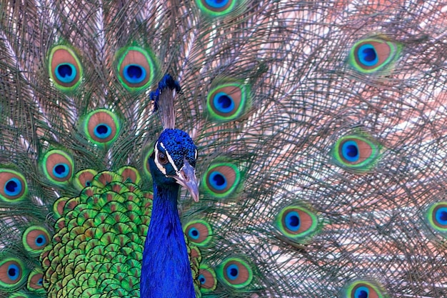 Vista aproximada do pavão africano, um pássaro grande e brilhantemente colorido Retrato de um belo pavão com penas para fora