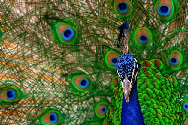 Vista aproximada do pavão africano, um pássaro grande e brilhantemente colorido Retrato de um belo pavão com penas para fora