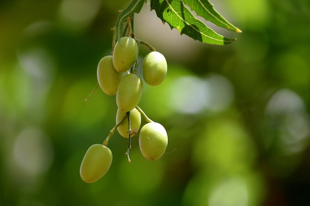 Vista aproximada dos frutos de Neem