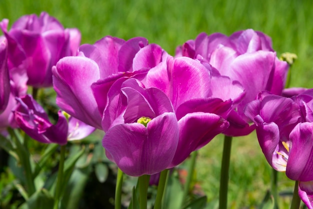 Vista aproximada no botão da flor de tulipa roxa violeta na primavera