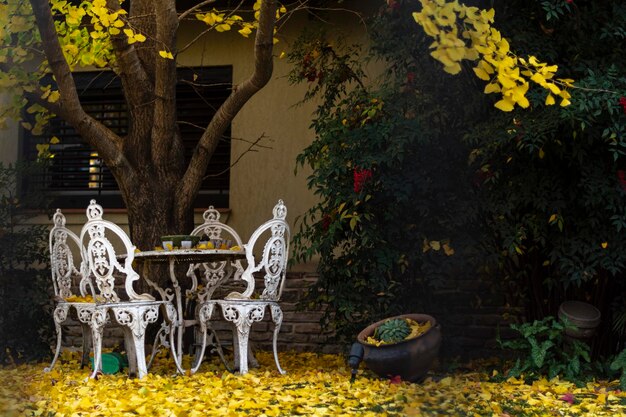 Foto vista del árbol de amarillo