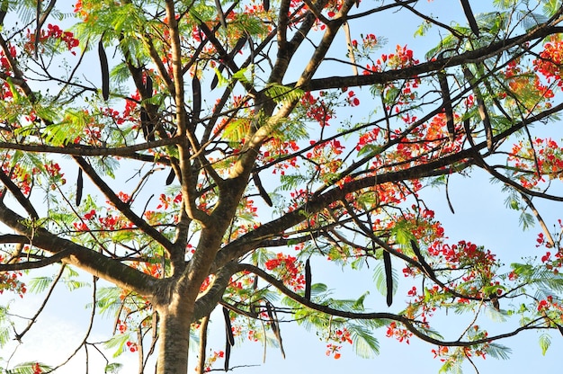 Foto vista del árbol desde un ángulo bajo