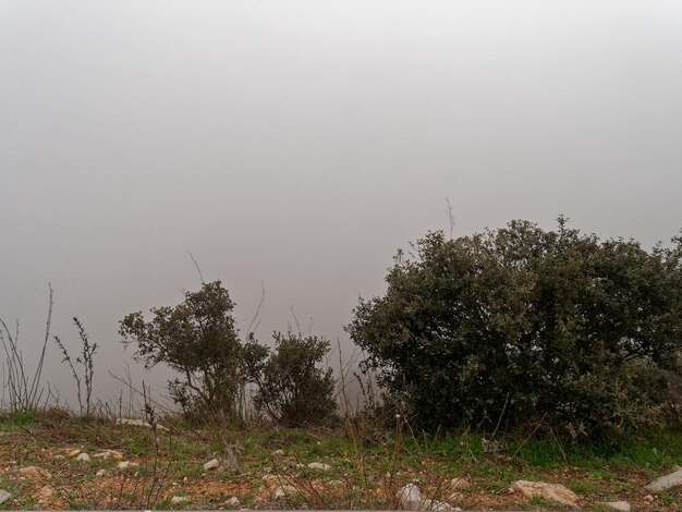 Vista del árbol de arbustos verdes con un fondo de niebla