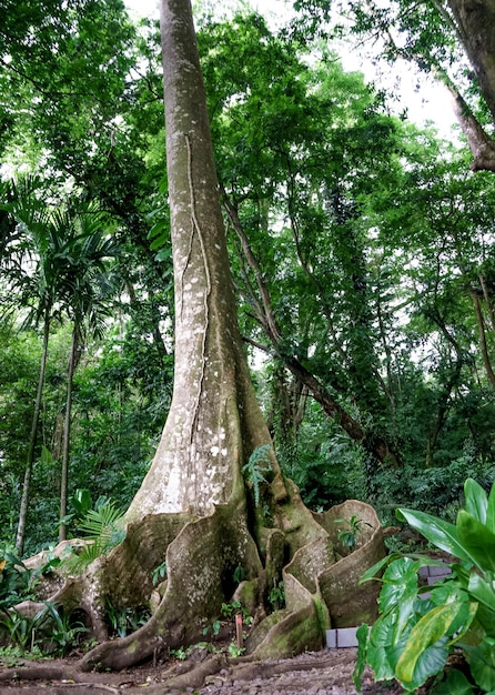 Vista de un árbol en el bosque