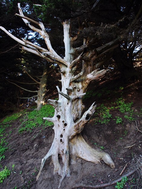 Foto vista del árbol en el bosque