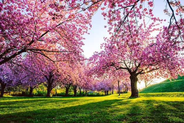 Foto vista del árbol de cerezos en flor en el parque