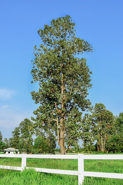 Vista de árbol de cielo y valla de vaquero