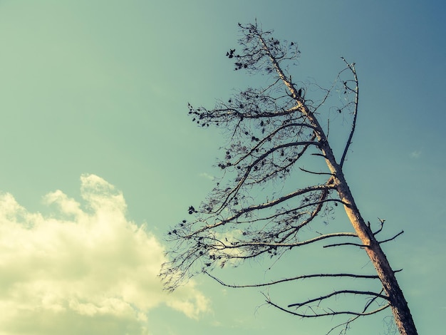 Vista de un árbol contra el cielo del atardecer