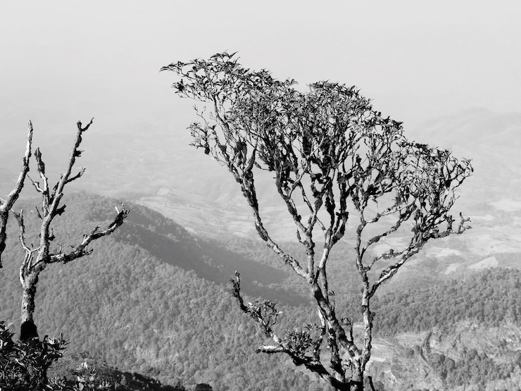 Foto vista del árbol contra un cielo despejado