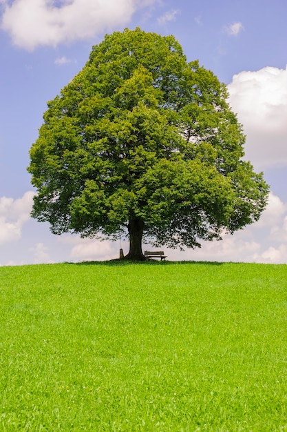 Foto vista de un árbol creciendo en un campo de hierba contra el cielo