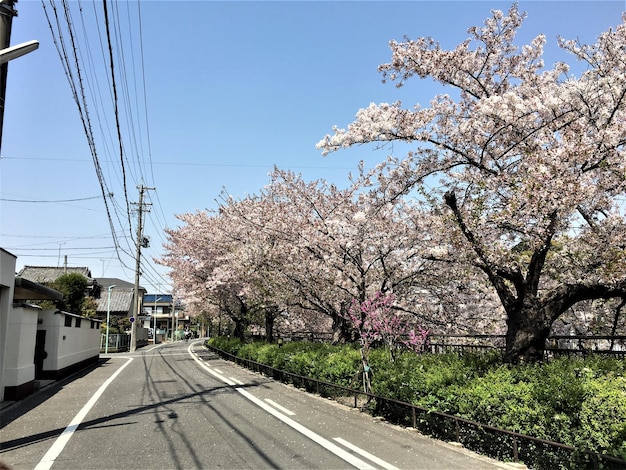 Foto vista de un árbol en flor por la carretera contra un cielo despejado