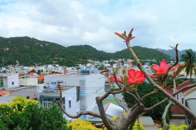 Vista de un árbol en flor en Dalat y las montañas. Vietnam