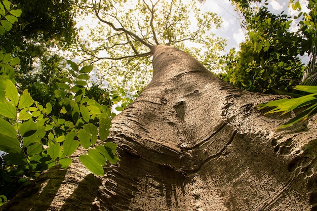 Vista de árbol grande de abajo hacia arriba