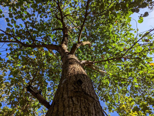 Foto vista bajo el árbol grande