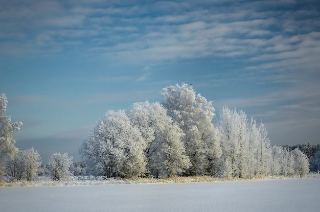 Vista de árbol de invierno cubierto de nieve