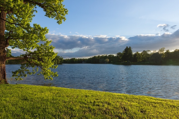 Vista desde el árbol y el lago.