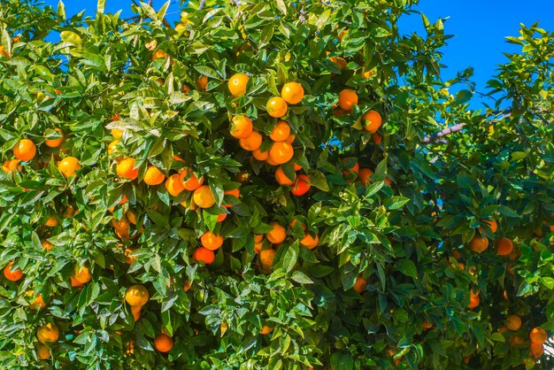 Vista del árbol de mandarina en un cielo azul