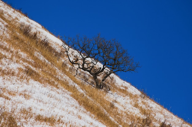 Vista de un árbol en una montaña y un cielo azul