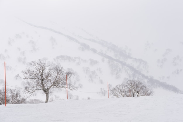 La vista del árbol y la montaña con nieve mullida