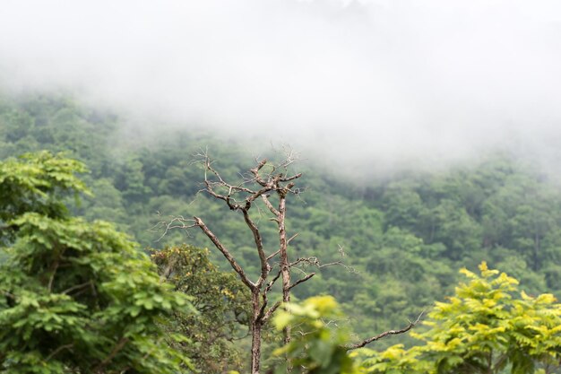 Vista del árbol con montañas al mar