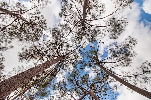 Vista del árbol de pinus pinaster con ramas sobre un cielo azul con nubes blancas.