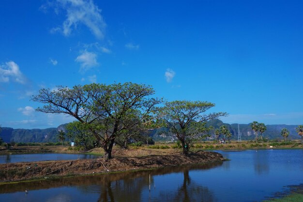 Foto vista del árbol sobre el estanque