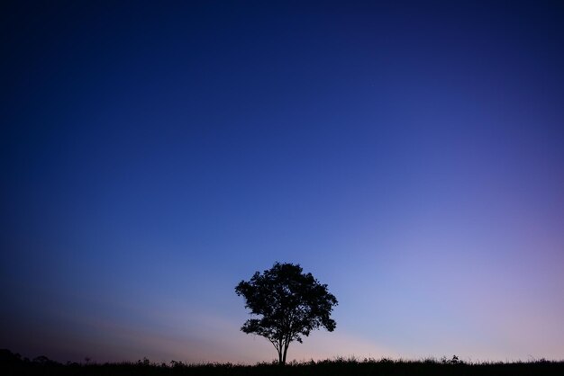 Foto vista de un árbol solitario en el paisaje contra un cielo azul claro