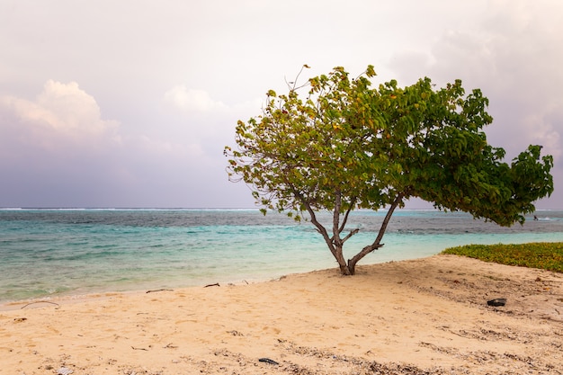 Vista de un árbol solitario en una playa