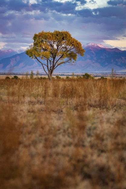 Foto vista de árbol solitario y puesta de sol colorida en kirguistán