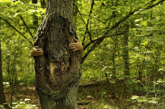 Foto vista de un árbol