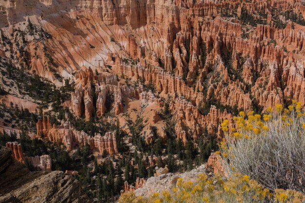 Vista de los árboles en el acantilado