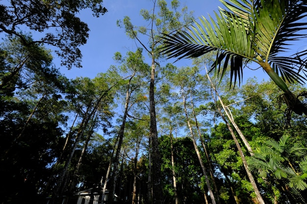 Una vista de árboles altos en la selva tropical del bosque
