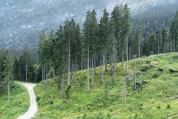 Vista de árboles altos, spruce en el bosque contra el contexto de montañas.