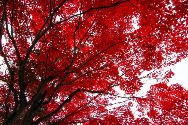 Foto vista de los árboles en bajo ángulo durante el otoño