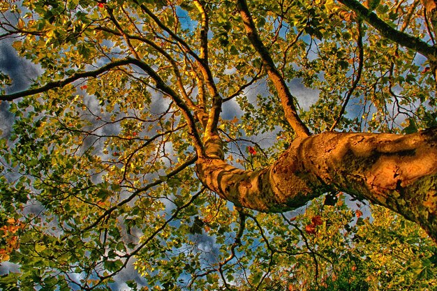 Foto vista de los árboles en bajo ángulo durante el otoño