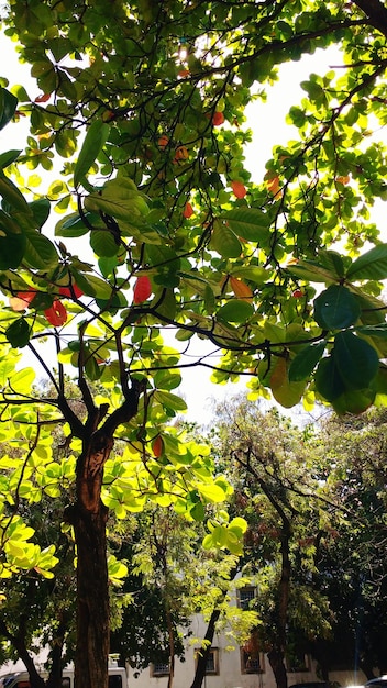 Foto vista de los árboles desde un ángulo bajo