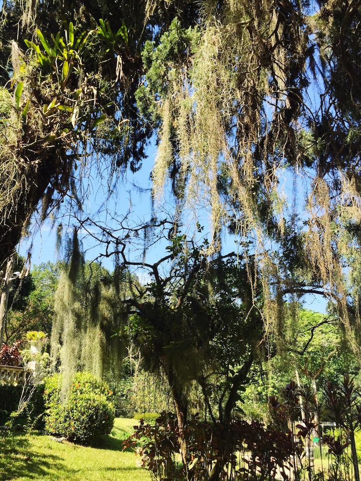 Foto vista de los árboles desde un ángulo bajo