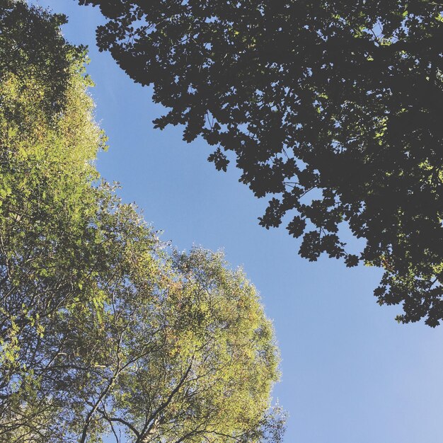 Foto vista de los árboles desde un ángulo bajo