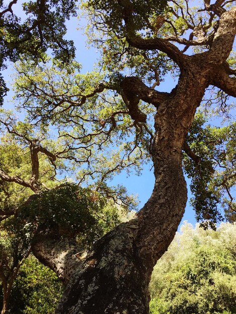 Foto vista de los árboles desde un ángulo bajo