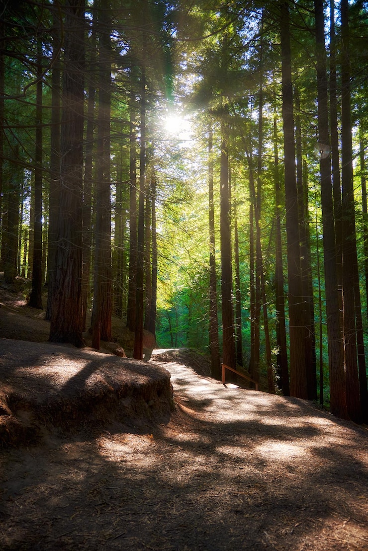 Foto vista de los árboles en el bosque