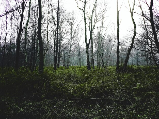 Foto vista de los árboles en el bosque