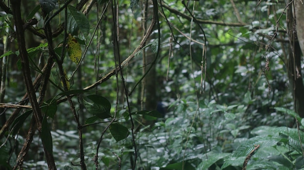 Vista de los árboles en el bosque